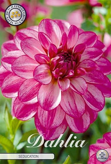 Dahlia Dekorativ Seducation 1-pack